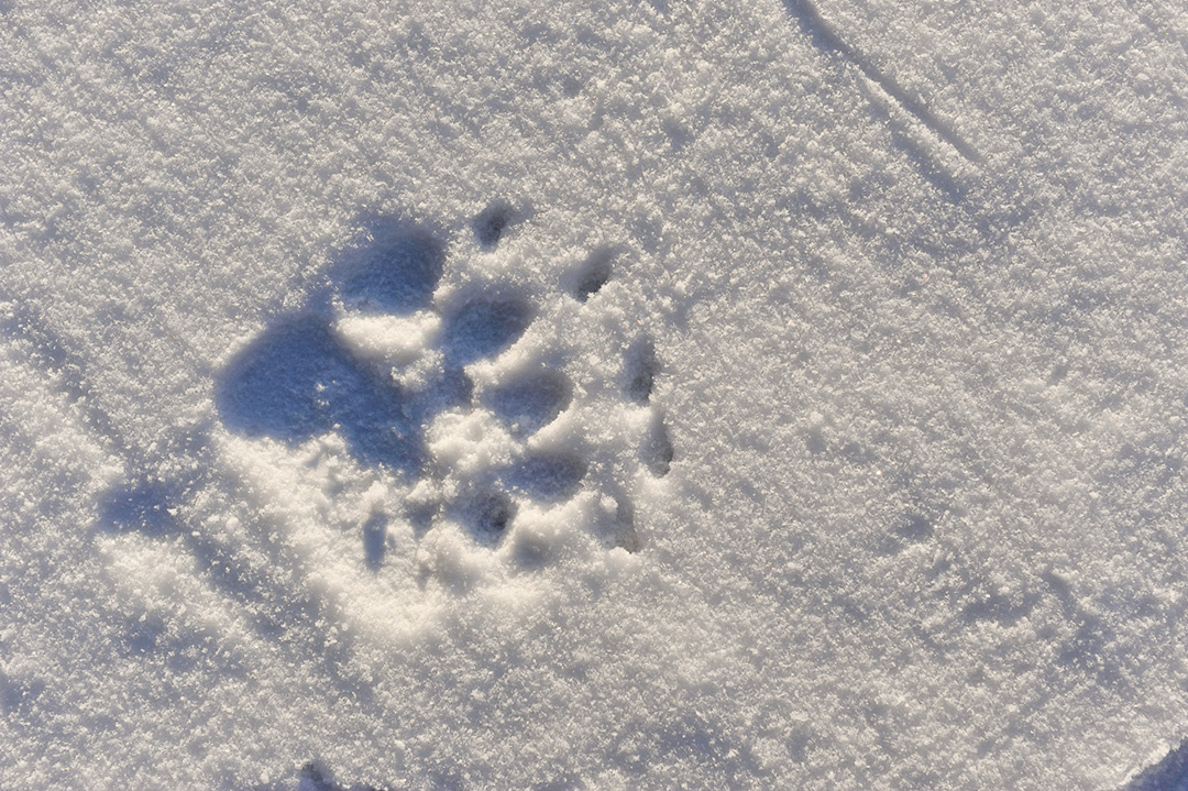 雪の熊の足跡