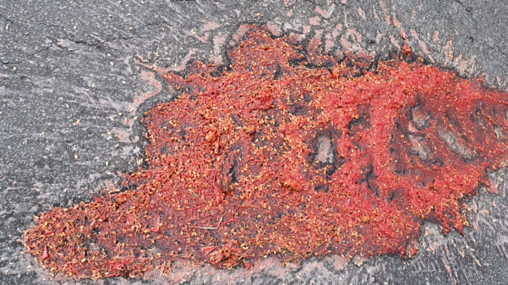 農作物を食べた事がわかる熊のフン